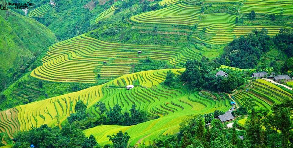 Terrace field in Lao Chai, Tavan villages